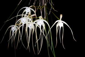 Brassavola cucullata Arnie HCC/AOS 77 pts.